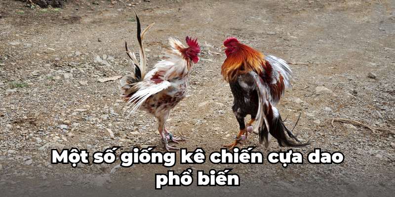Một số giống kê chiến đấu cựa dao phổ biến 