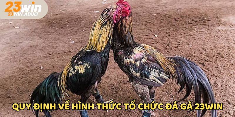 Thành viên chơi đá gà kubet 11 net nắm được quy trình